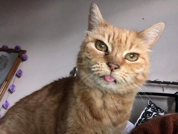 Putting an elderly cat to sleep