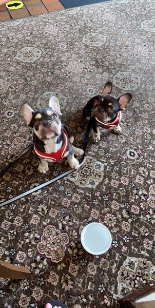 Puppy survival thread *September!*
