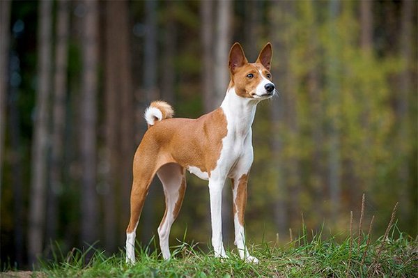 What's your fantasy impractical/obscure dog breed?