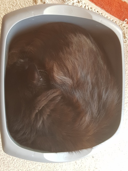 How long do your cats spend asleep in daft places?