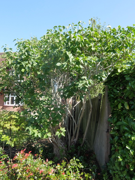 What kind of tree is this?
