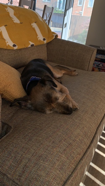 Tell me about your rescue dogs
