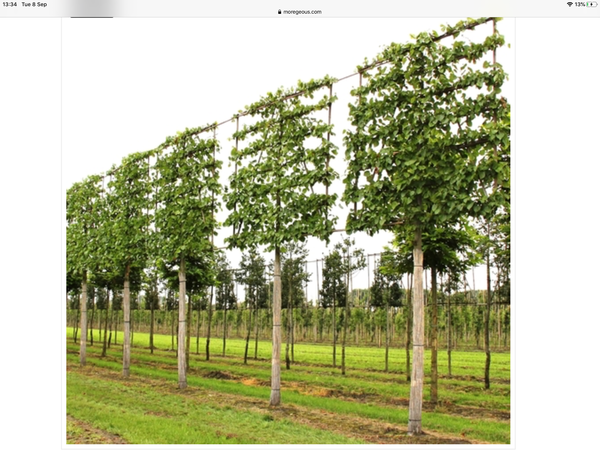 Trees to help with being overlooked