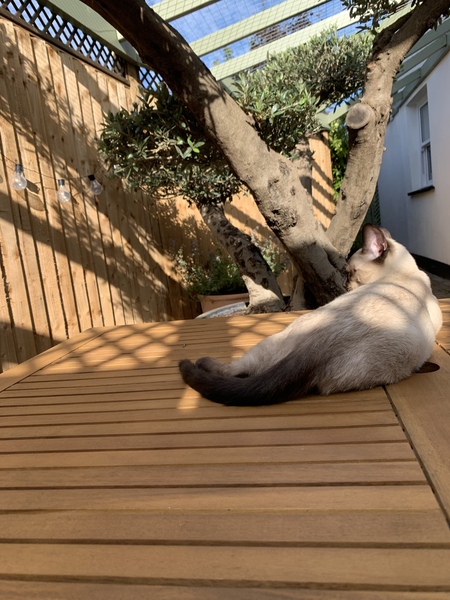 Siamese Journey