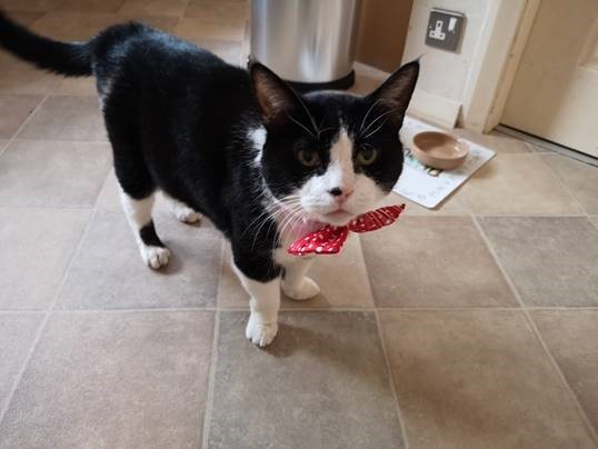 My boy is being PTS this morning and I am not coping