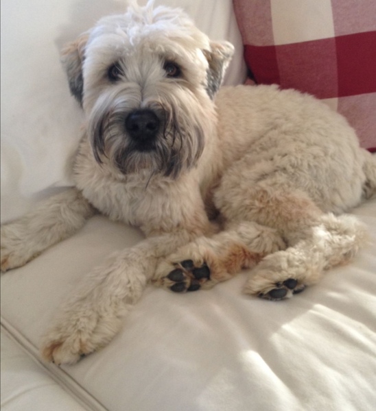 Can anyone recommend me a nice family dog breed?