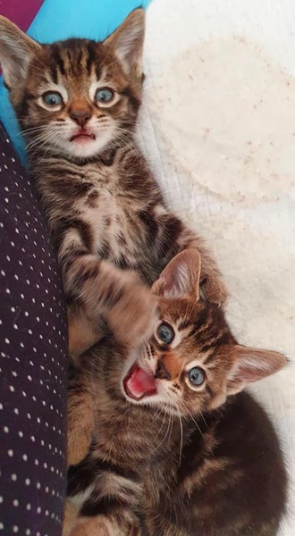 Help flea infested 8 week old Kittens