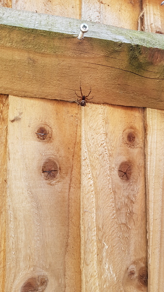 What spider is this and do I need to worry?