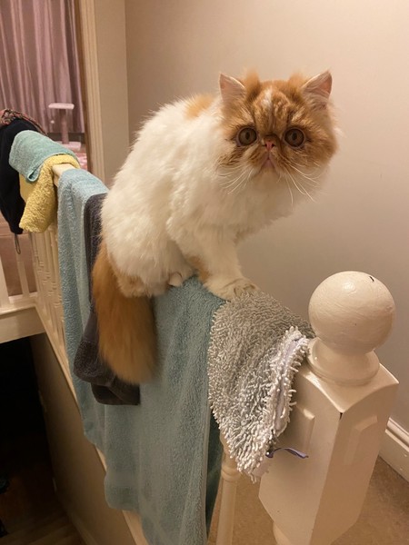 Perfect, pampered Persians.