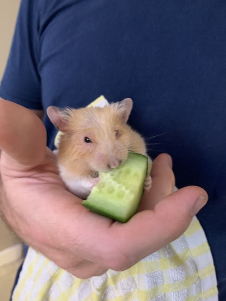Help - hamster has escaped!
