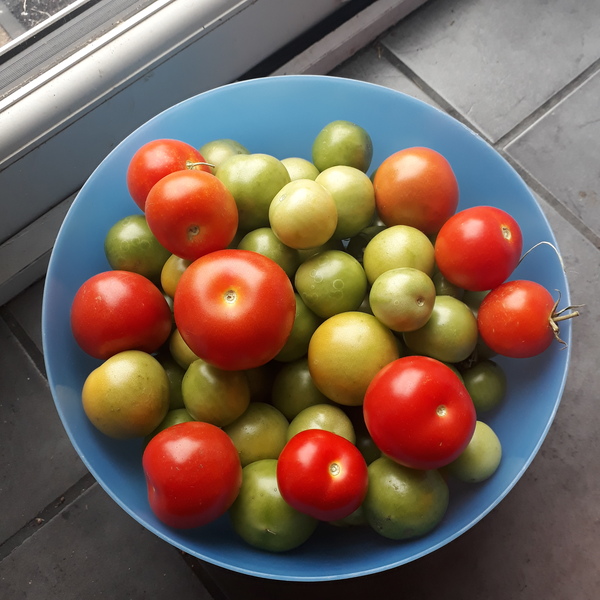 Allotment/Veg Patch Thread 16  Weather weirdness prevails !