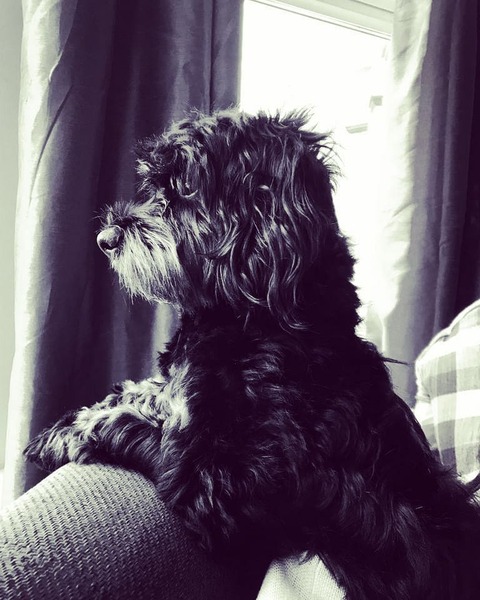 Deciding between Havanese or Miniature Poodle - which to get?!?