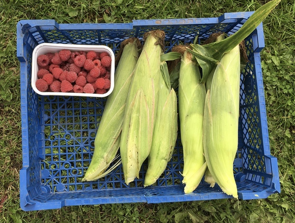 Allotment/Veg Patch Thread 16  Weather weirdness prevails !