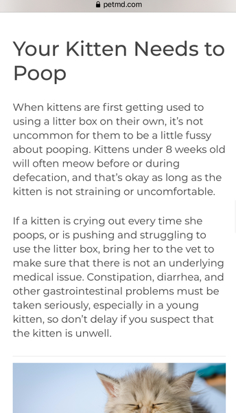 Kitten crying in litter