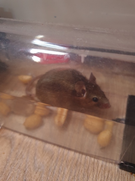 We've caught a mouse... It's adorable