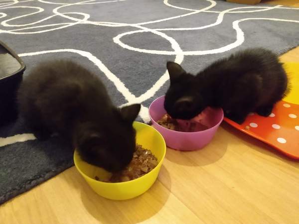 Kittens alert
