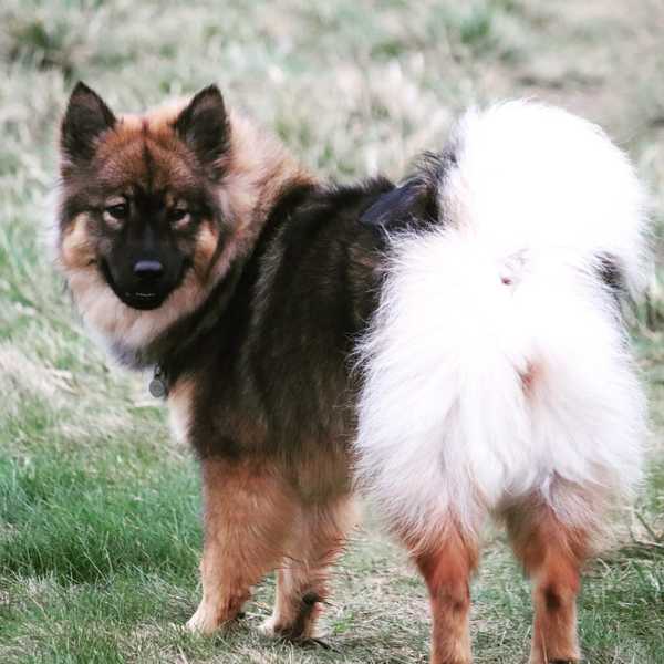 What's your fantasy impractical/obscure dog breed?