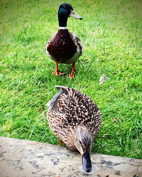 A duck has taken residence in our back garden