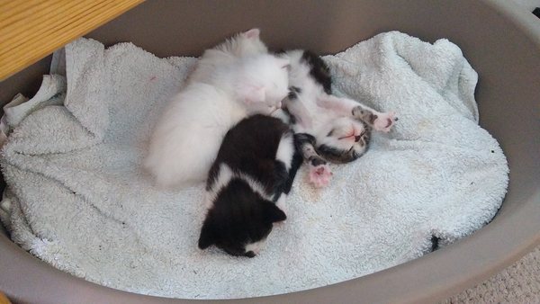 I'm going to be a foster mum (granny?)!