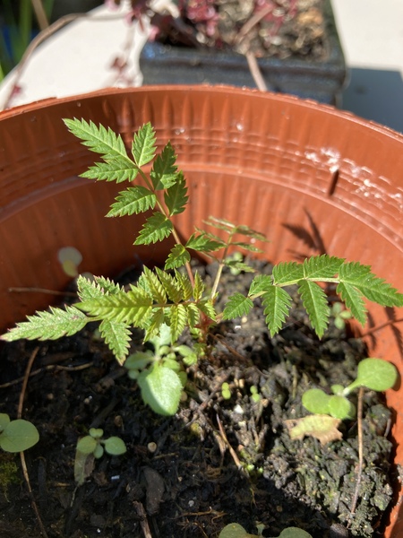 Seedling ID please