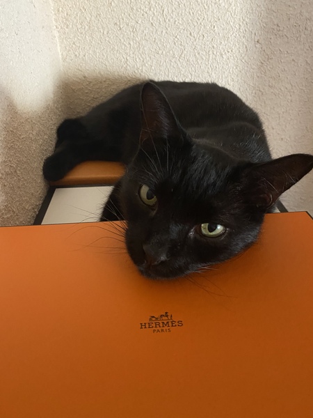 Is this the most adorable cat ever?
