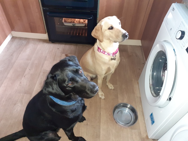 Getting a puppy next week... what have I done?!!! (Light hearted)