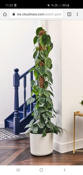 This houseplant, Philodendron scandens