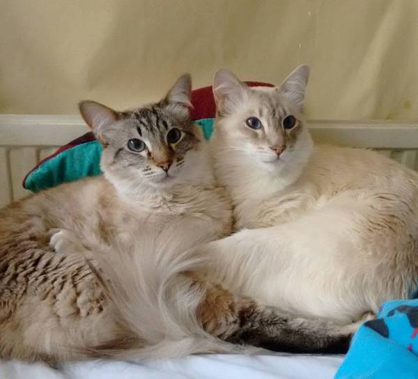 Siamese Journey