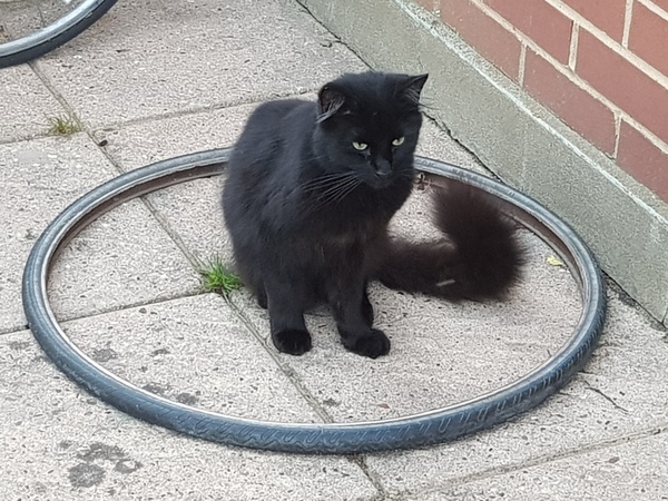 Does your cat follow the “if I fits, I sits” rule?