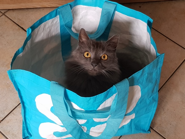 Does your cat follow the “if I fits, I sits” rule?