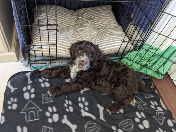 Puppy survival thread *September!*