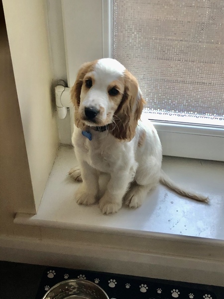 Puppy survival thread *September!*