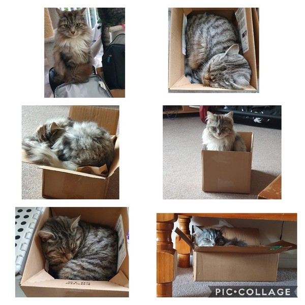 Does your cat follow the “if I fits, I sits” rule?