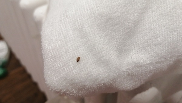 Bedbugs