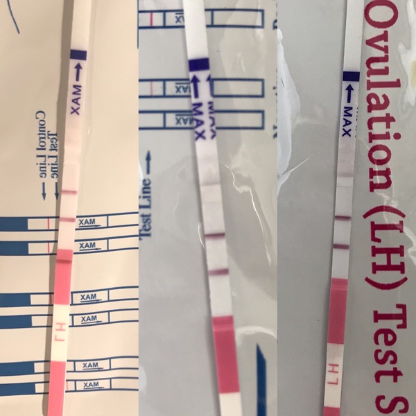 What is your OPK pattern?