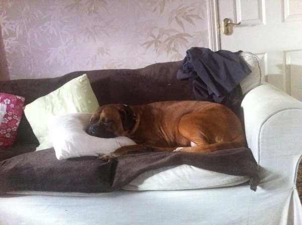 Rescuing dog on Saturday please help