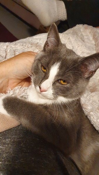 Help! Neutered kitten - how much should he be eating?