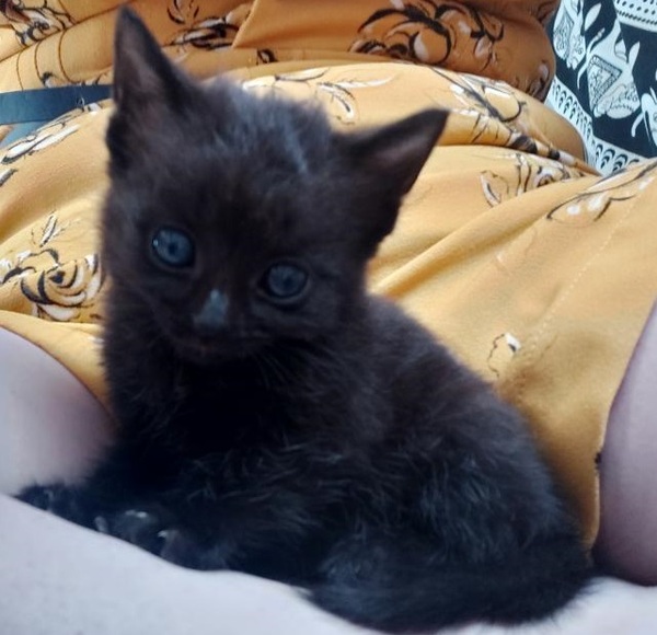 My kitten comes home on Saturday and I need to decide on Insurance