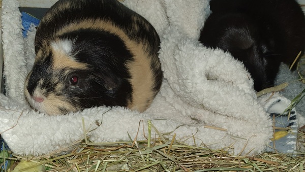 Guinea Pigs