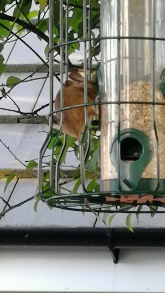 We've caught a mouse... It's adorable