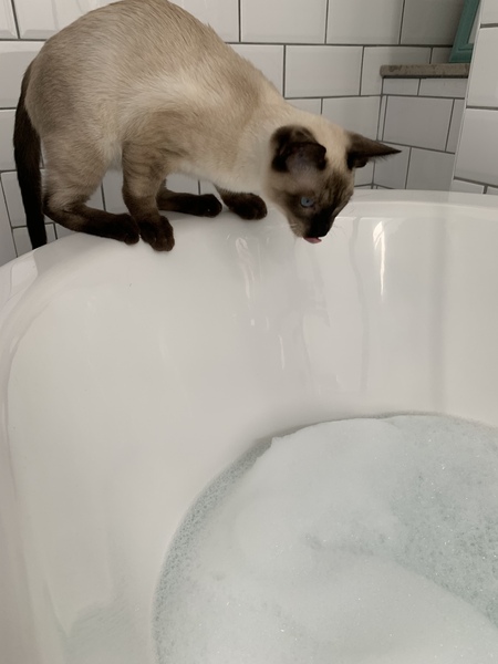 Siamese Journey