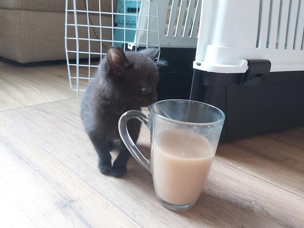 My kitten comes home on Saturday and I need to decide on Insurance