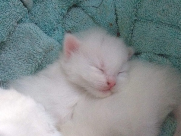 I'm going to be a foster mum (granny?)!