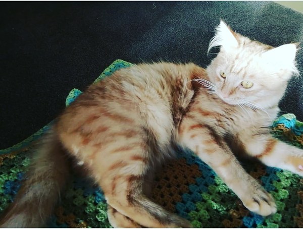 I have a Grandkitten.