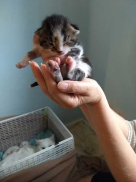 I'm going to be a foster mum (granny?)!