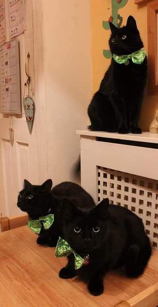 Kittens alert
