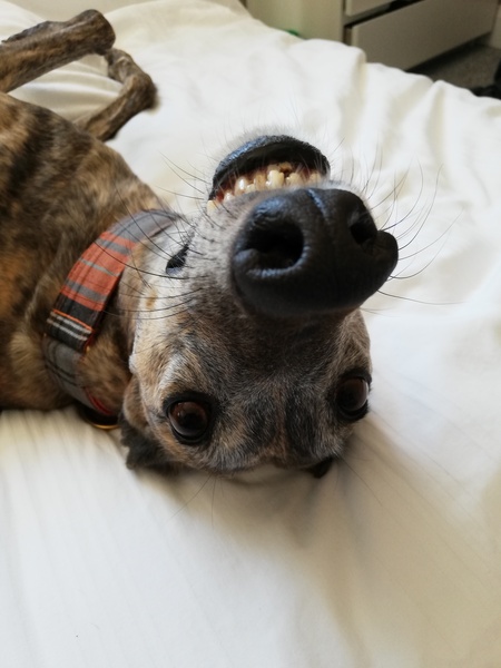 Describe your dog and let us guess the breed.