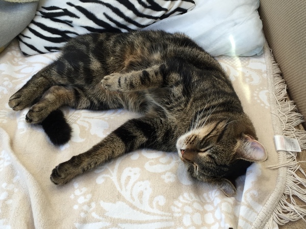 Is this the most adorable cat ever?