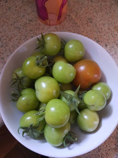 Do outdoor tomatoes need to be brought in to ripen now?
