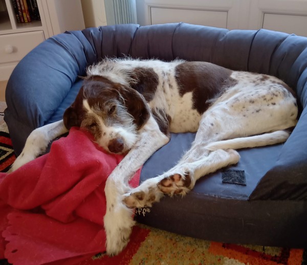 Rescuing dog on Saturday please help